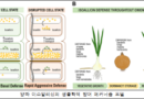 양파 매운맛 ‘이소알리신’ 생합성 기작 밝혀